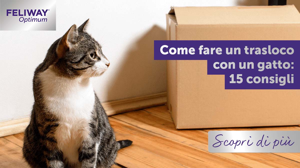 Trasloco con il gatto: 15 consigli per affrontarlo al meglio