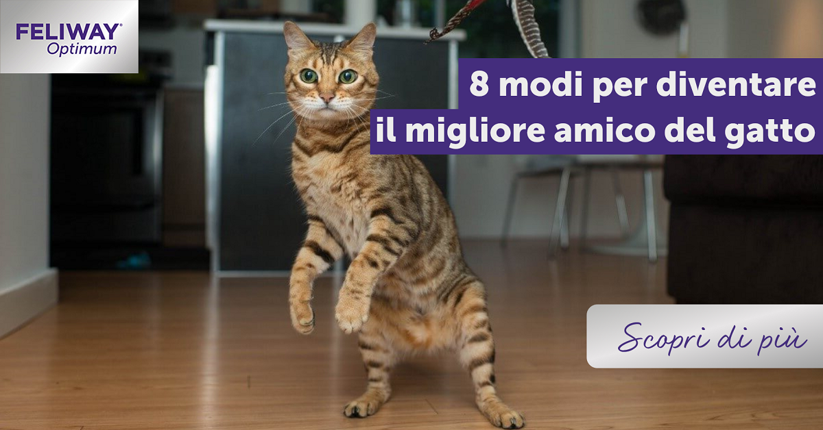 8 modi per diventare il migliore amico del gatto