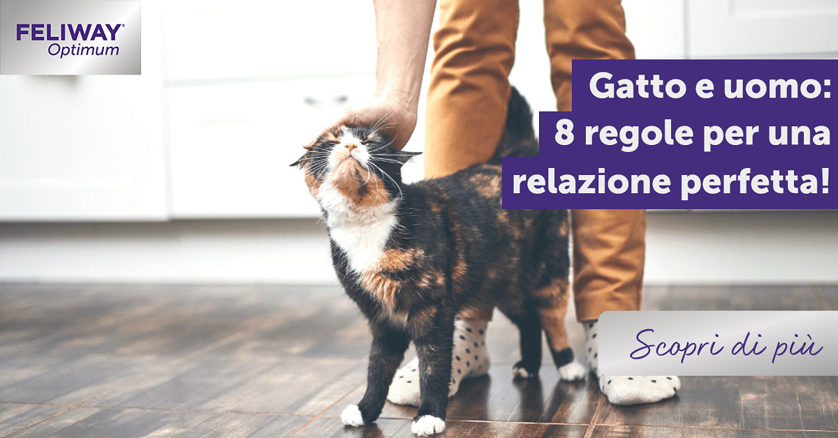 Gatto e uomo: 8 regole per una relazione perfetta!
