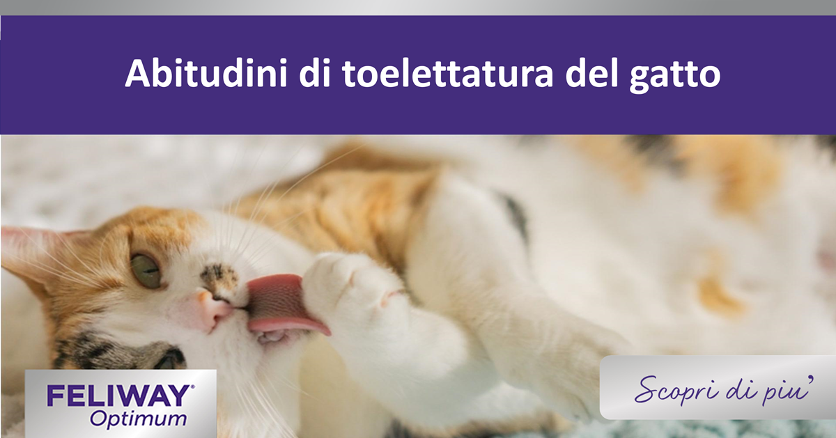 abitudini di toelettatura del gatto