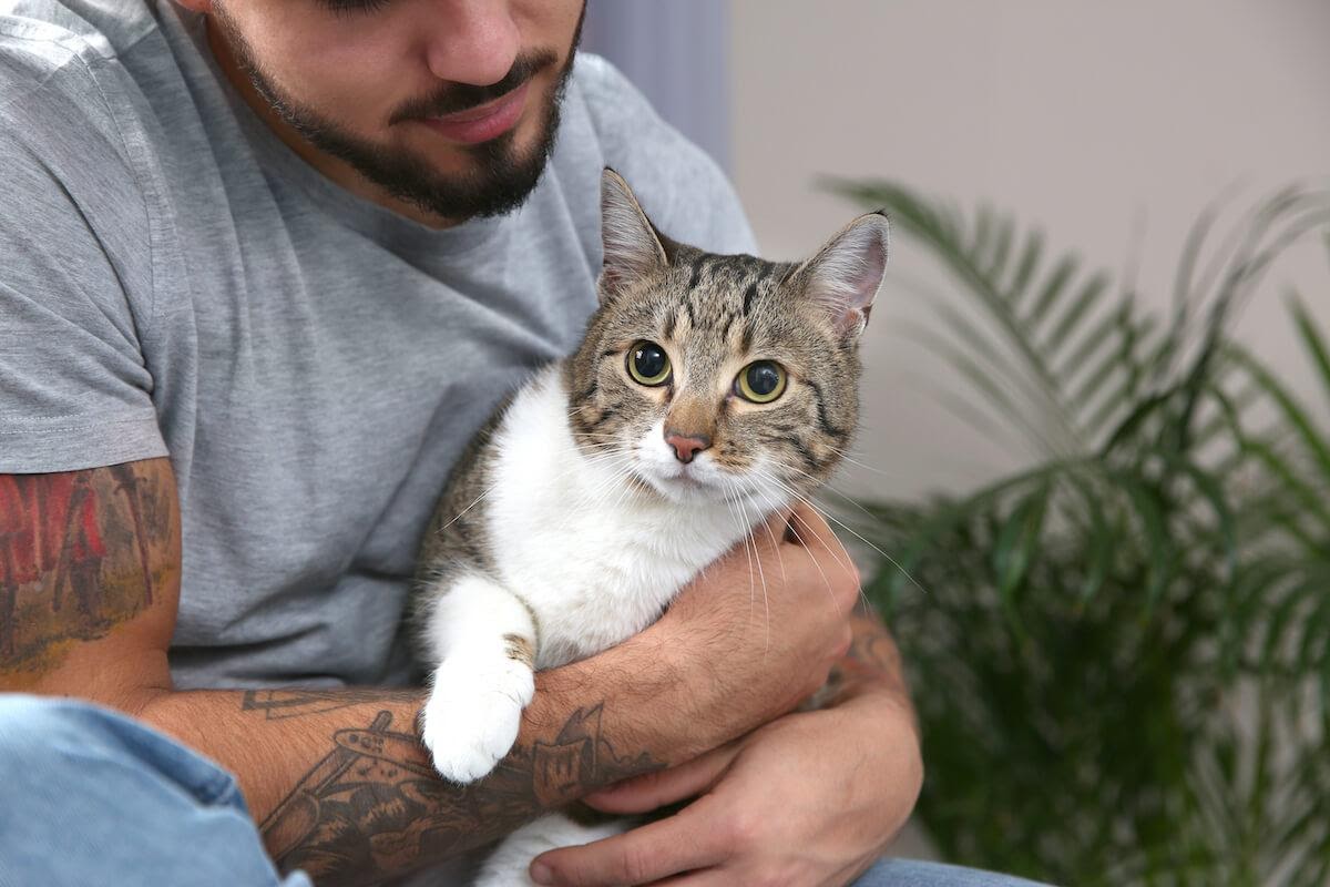 Al gatto non piacciono gli estranei: ecco il suo punto di vista