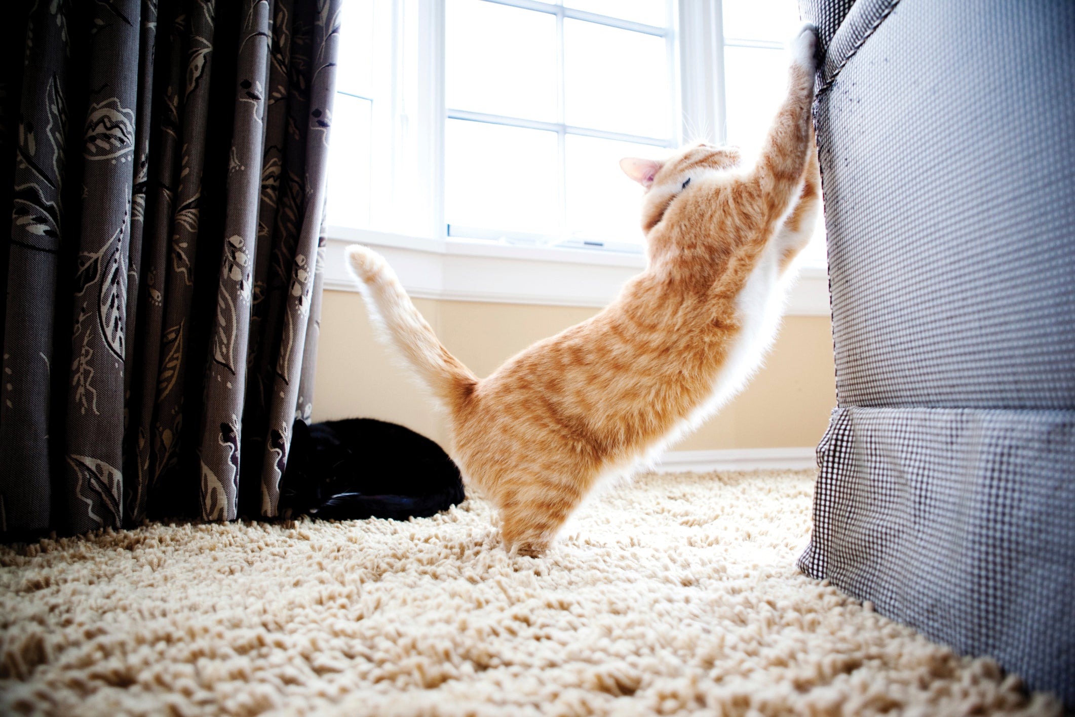 Come evitare che il gatto graffi i mobili in 5 mosse
