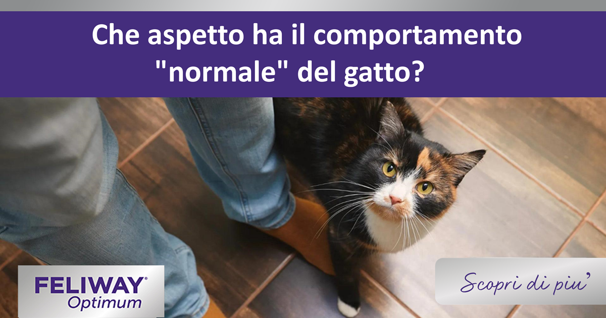Che aspetto ha il comportamento "normale" del gatto?
