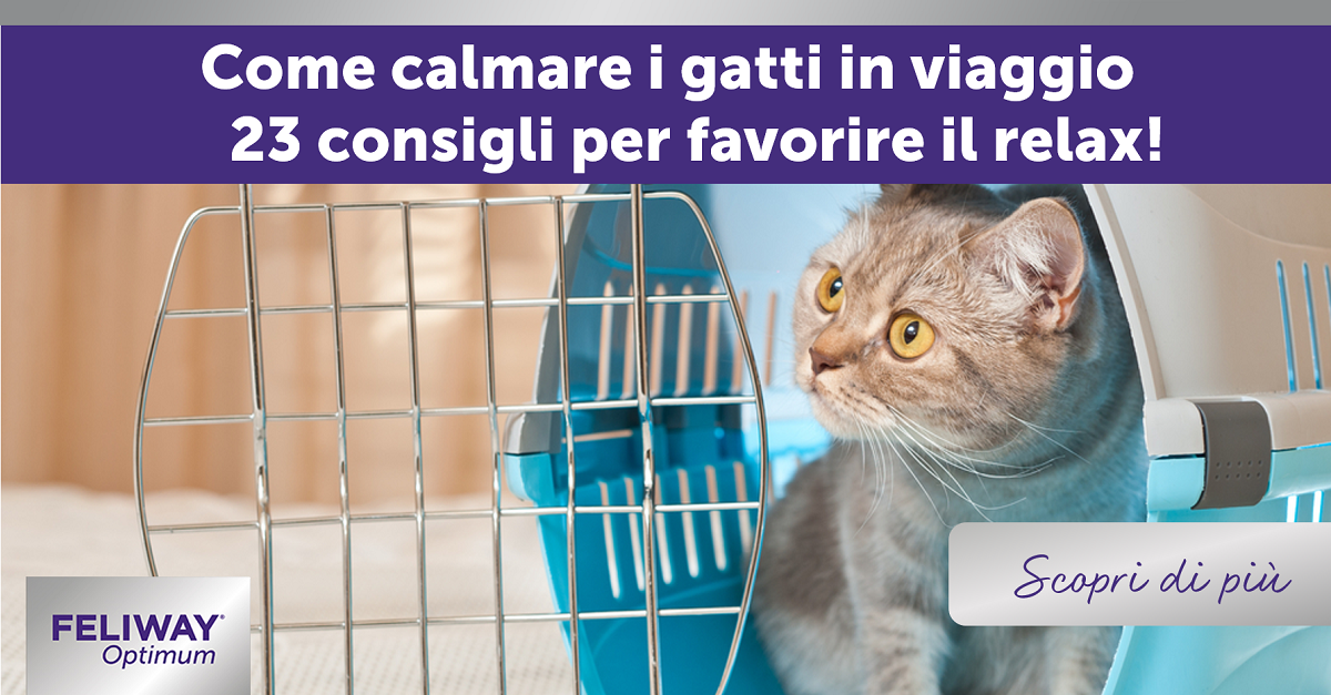 Come calmare i gatti in viaggio - 23 consigli per favorire il relax!