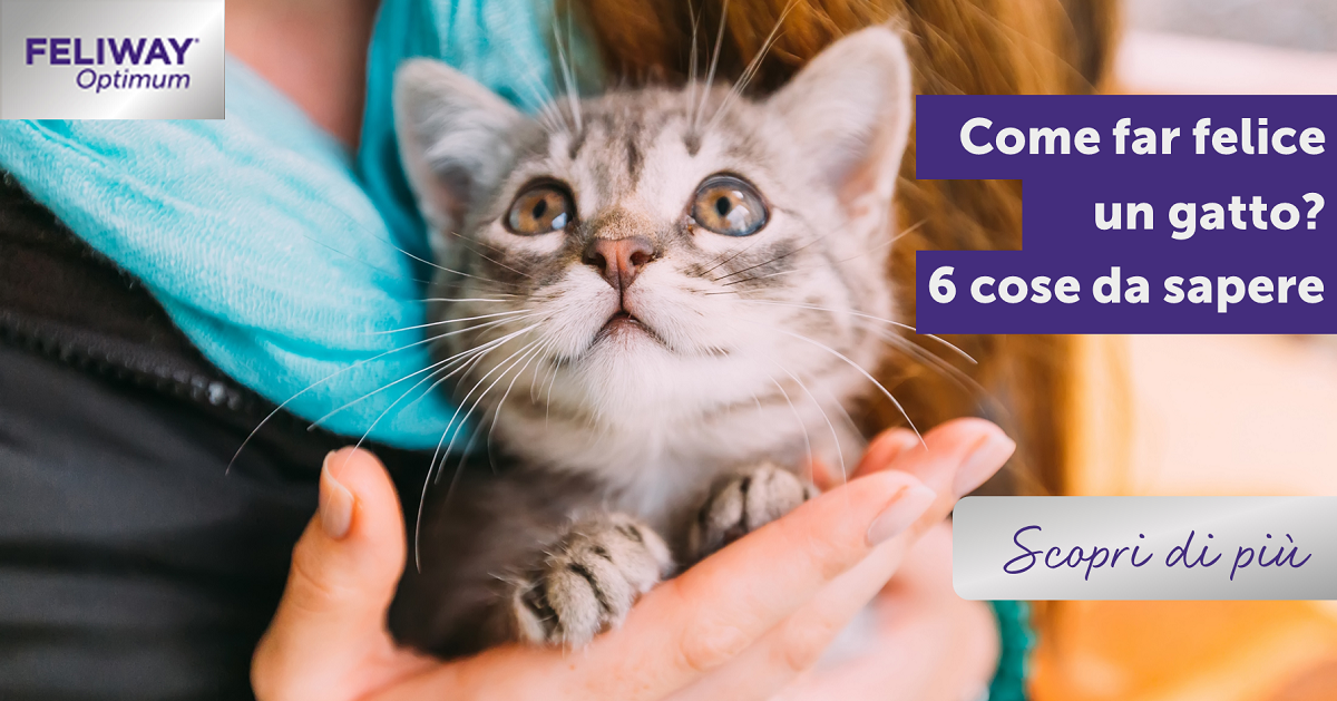 Come far felice un gatto? 6 cose che devi sapere