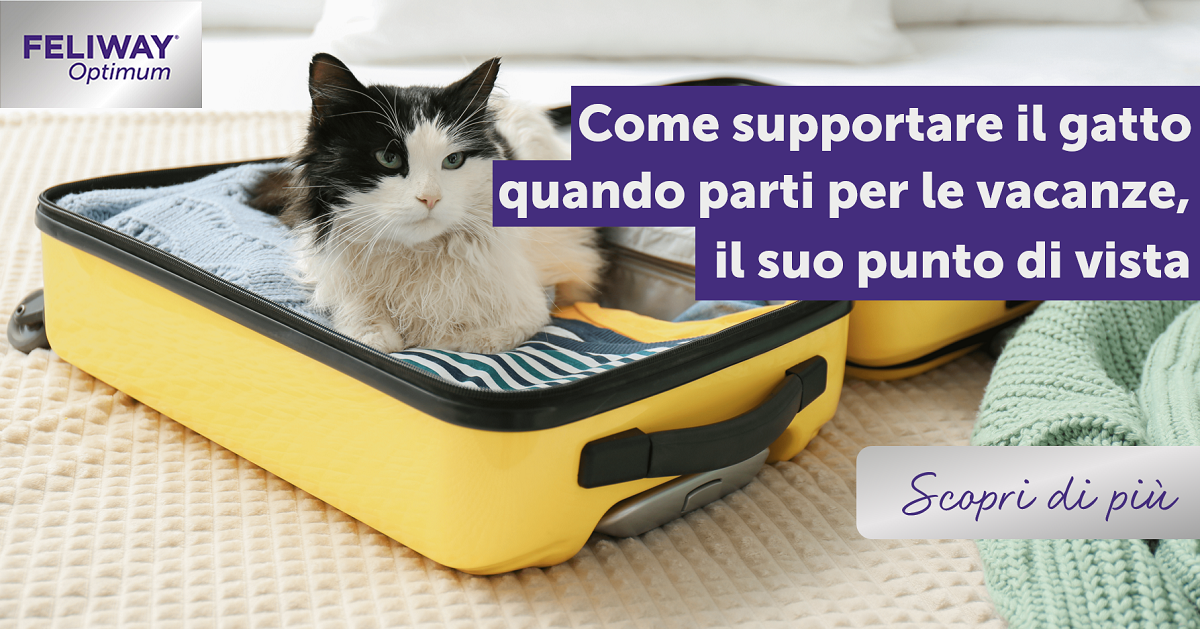 Come supportare il gatto quando parti per le vacanze, il suo punto di vista