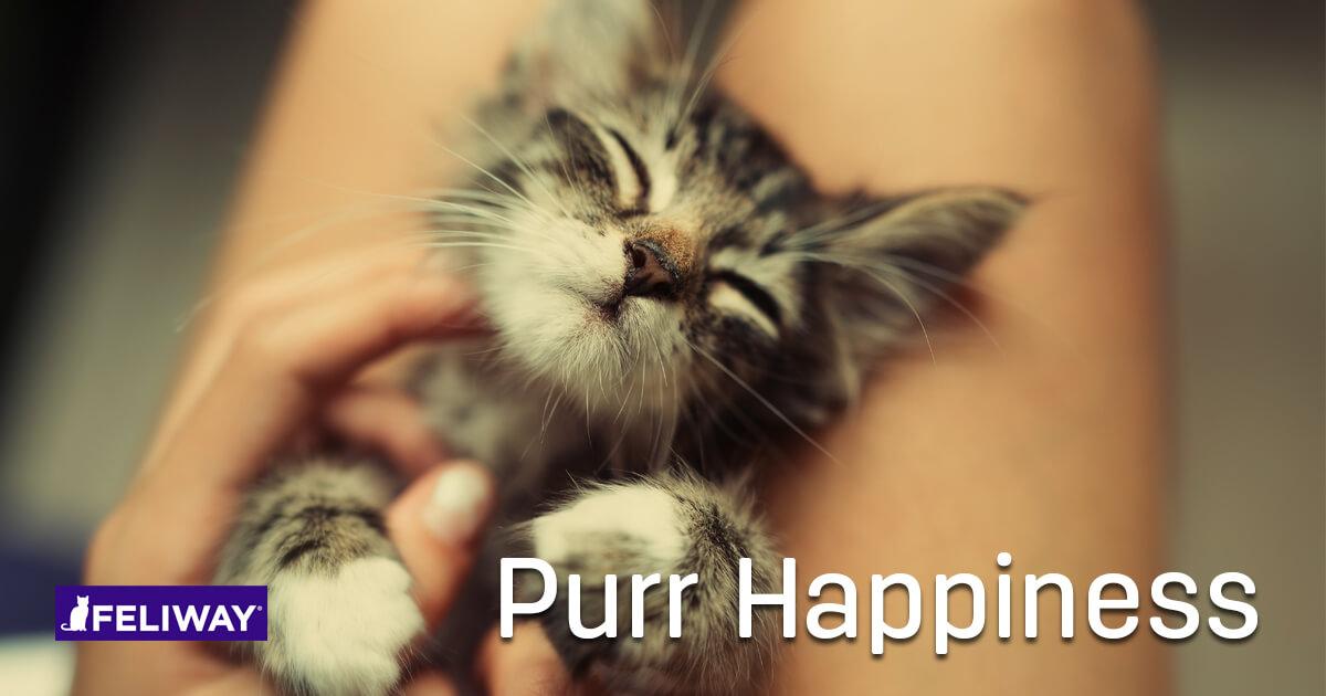 Come accogliere un gattino: 4 consigli