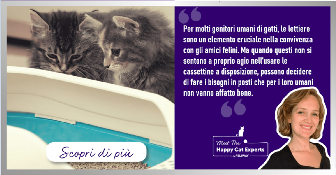8 Consigli per la lettiera del gatto
