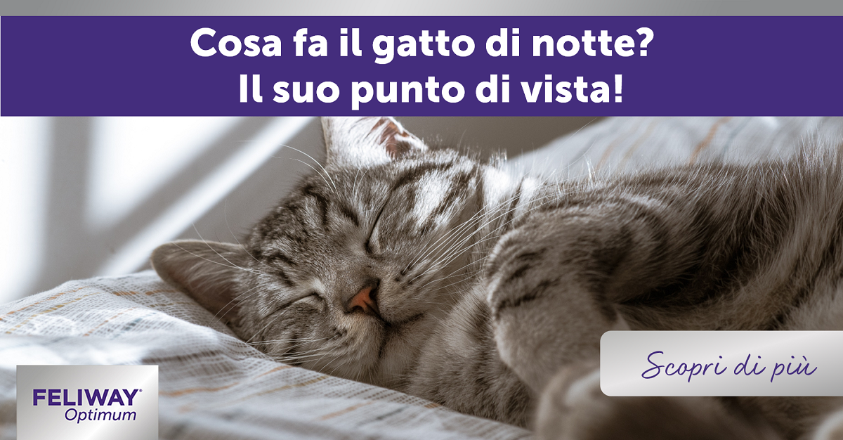 Cosa fa il gatto di notte? Il suo punto di vista!