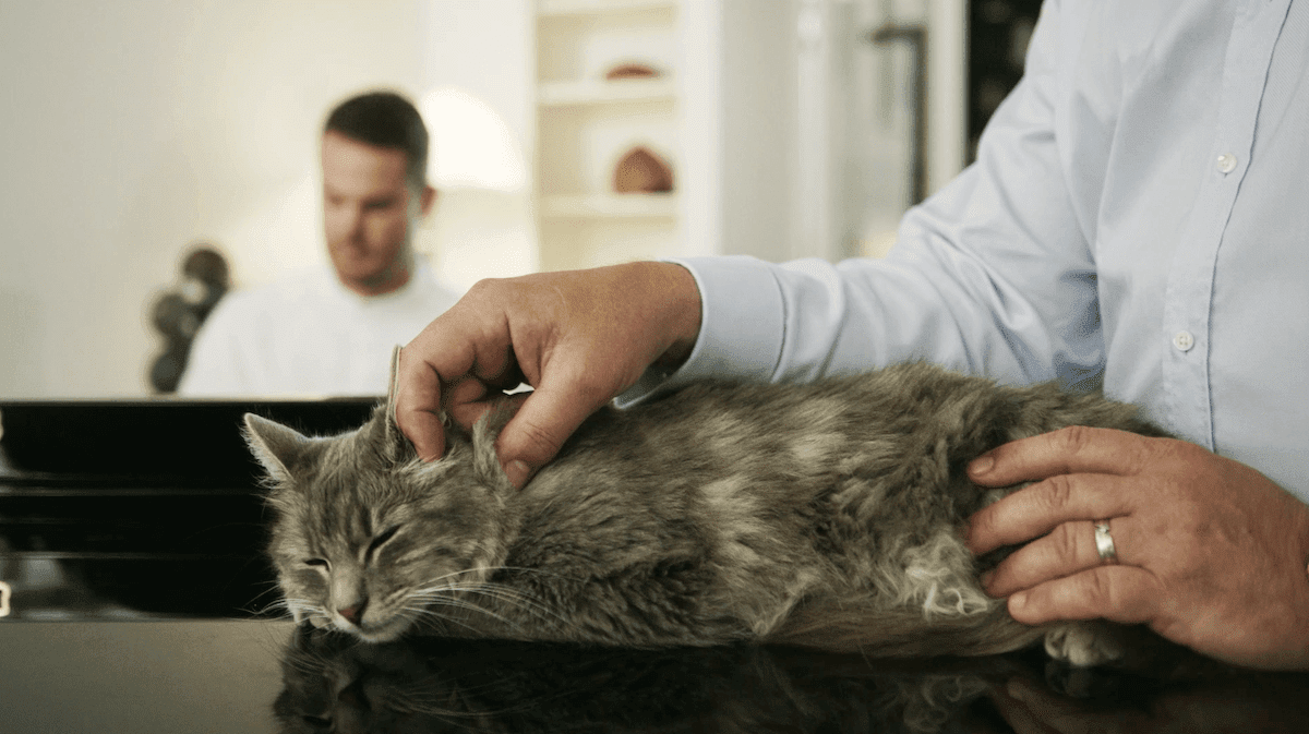 Dietro le quinte del video di FELIWAY Optimum: una melodia di serenità