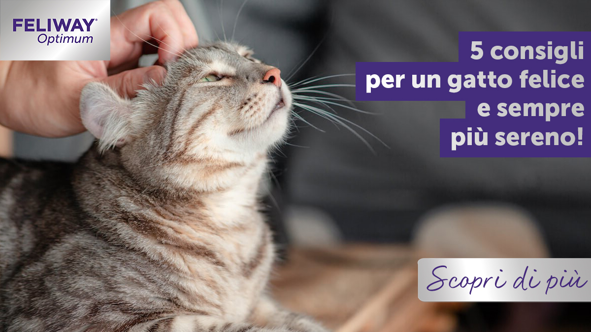 5 consigli per un gatto felice e sempre più sereno!