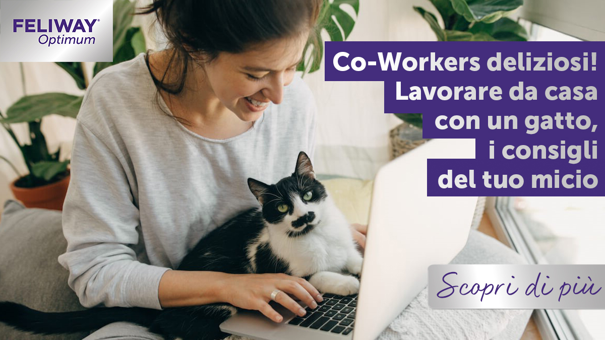 Lavorare da casa con un gatto, i consigli del tuo micio!