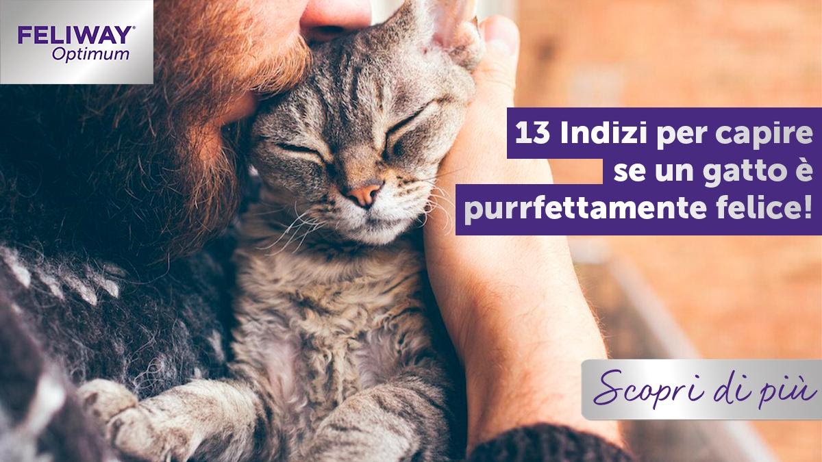 Come capire se un gatto è purrfettamente felice!