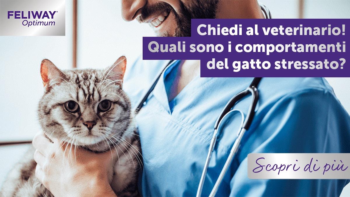 Chiedi al veterinario! Quali sono i comportamenti del gatto stressato?