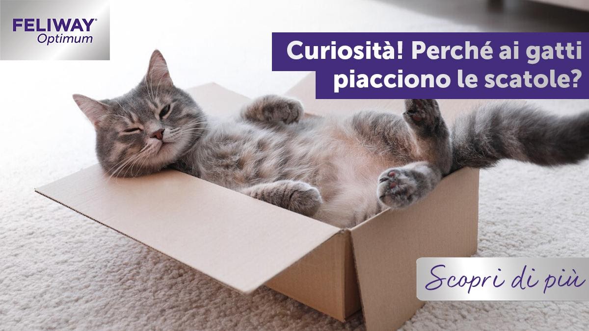 Curiosità! Perché ai gatti piacciono le scatole?