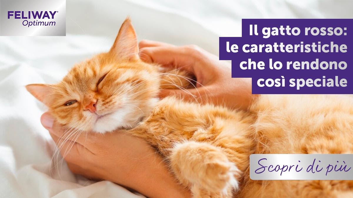 Il gatto rosso: le caratteristiche che lo rendono così speciale