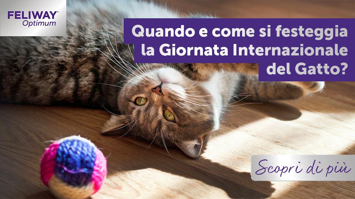 Quando e come si festeggia la Giornata Internazionale del Gatto?