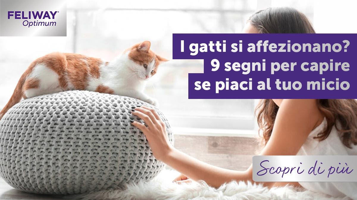 I gatti si affezionano? 9 segni per capire se piaci al tuo micio