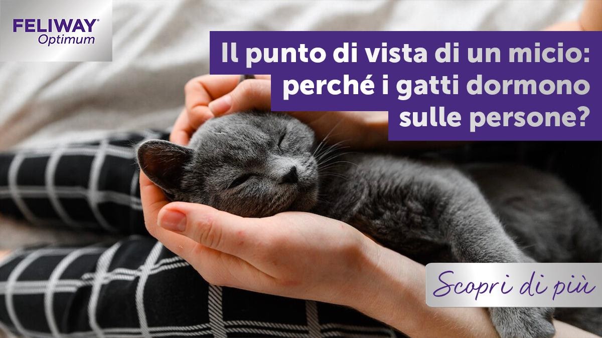 Il punto di vista di un micio: perché i gatti dormono sulle persone?