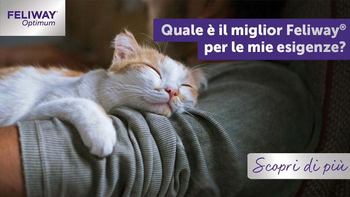 Quale è il miglior FELIWAY per le esigenze del mio gatto?