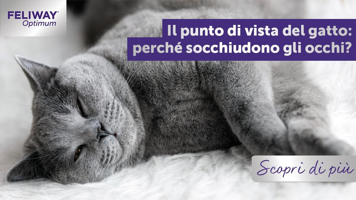 Perché i gatti socchiudono gli occhi e fanno l’occhiolino?