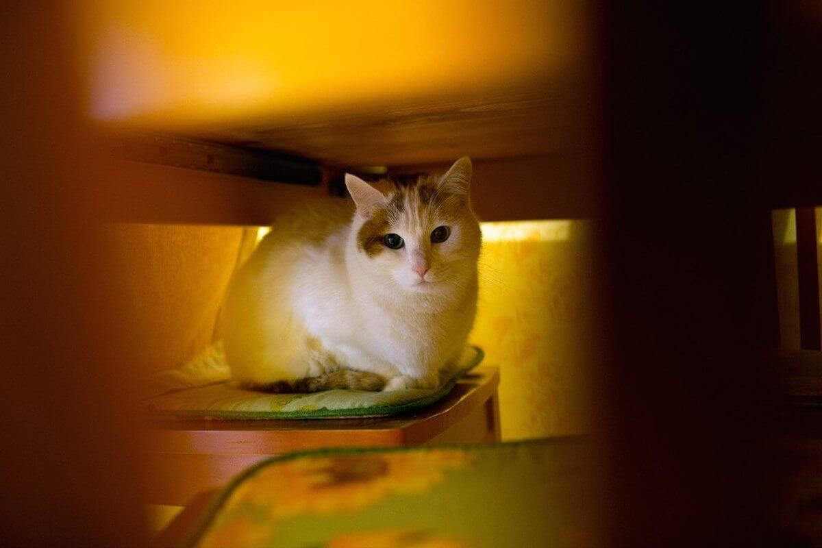 Come usare FELIWAY per ottenere i migliori risultati?