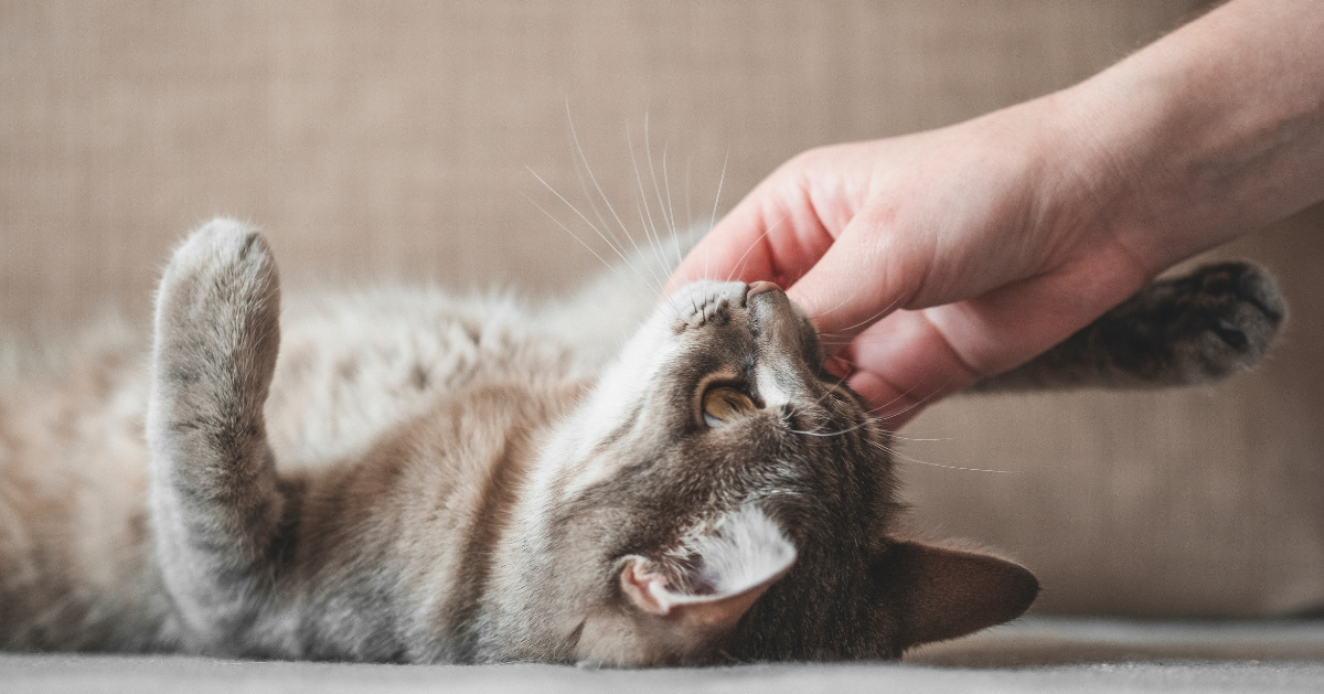 Curiosità! I gatti e la gravidanza umana: come si comporta il micio?