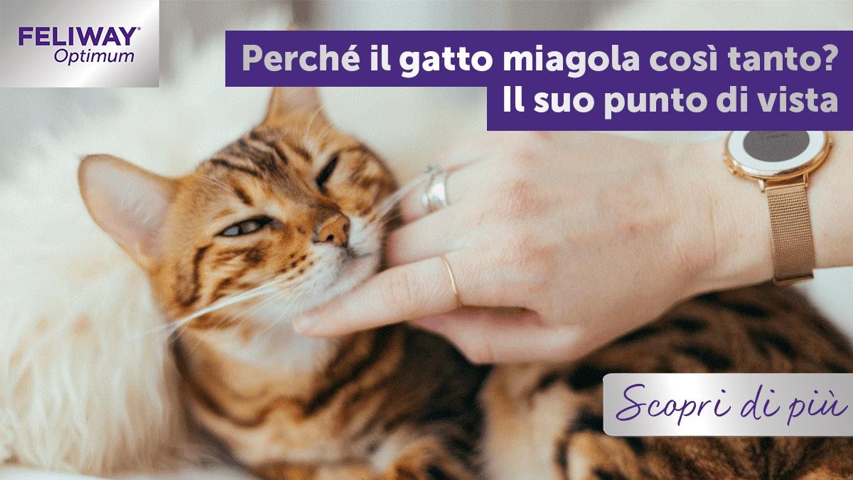 Perché il gatto miagola così tanto? Il suo punto di vista