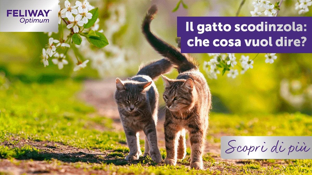 Il gatto scodinzola, cosa vuol dire?