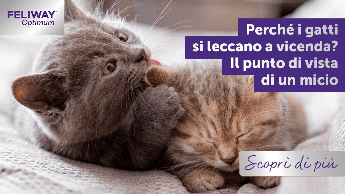 Perché i gatti si leccano a vicenda? Il punto di vista di un micio