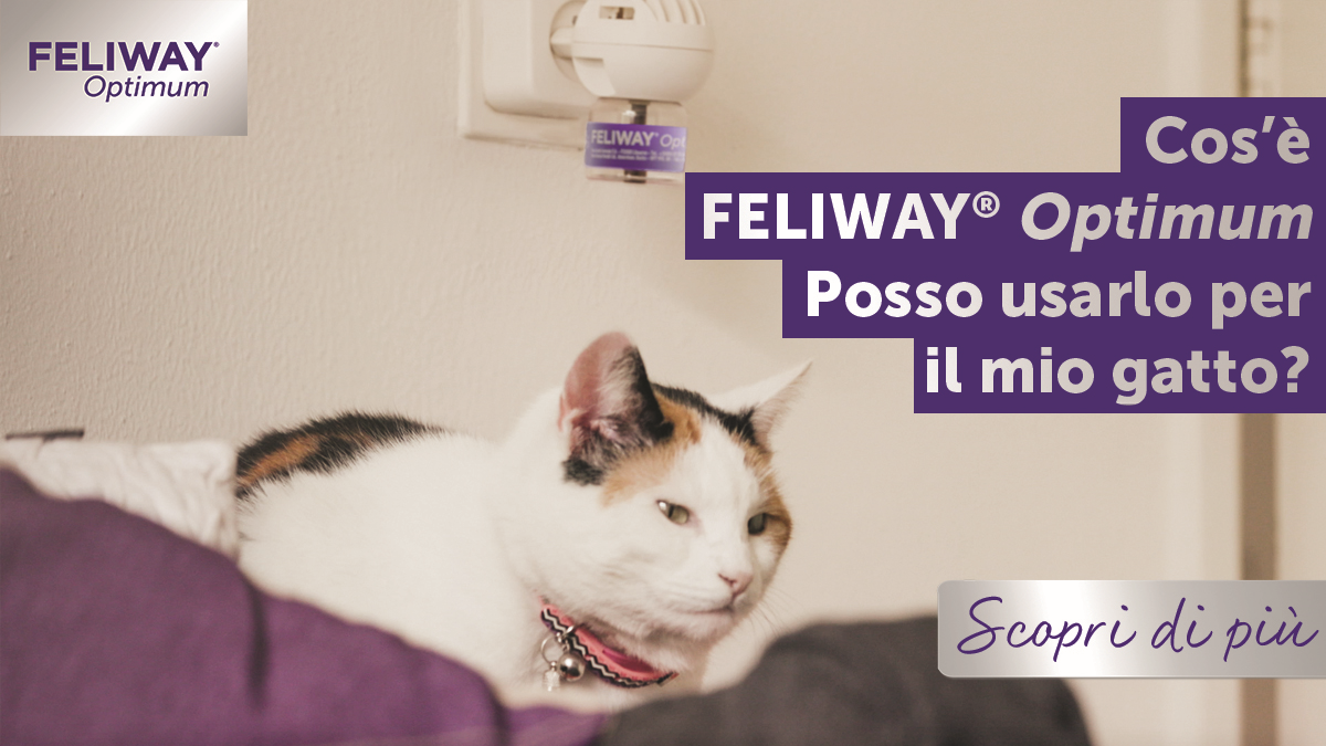 Cos’è FELIWAY Optimum? Dovrei usarlo per il mio gatto?