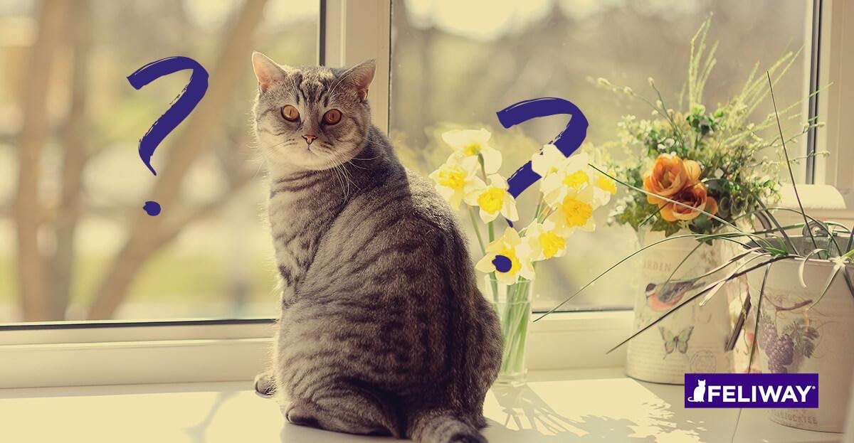 Impara con il veterinario a individuare i segni di stress nel gatto!