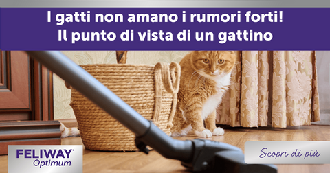 I gatti non amano i rumori forti! Il punto di vista di un gattino