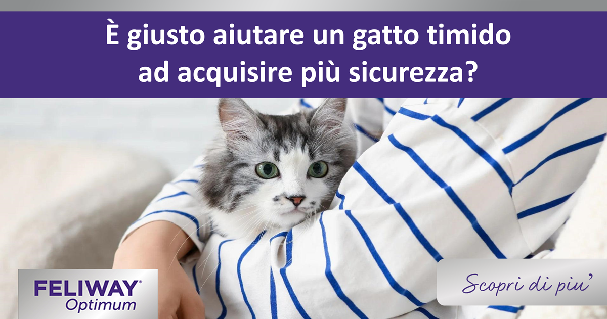 È giusto aiutare un gatto timido ad acquisire più sicurezza?