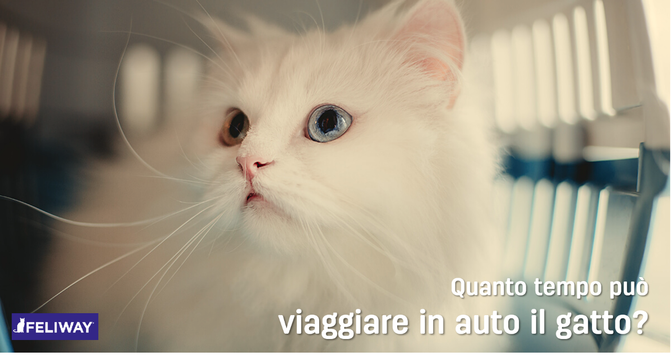 Gatto in auto: come gestire i viaggi lunghi senza stress?