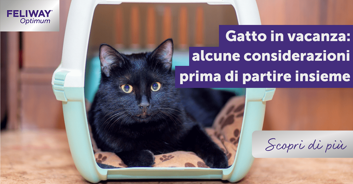 Gatto in vacanza: alcune considerazioni prima di partire insieme!