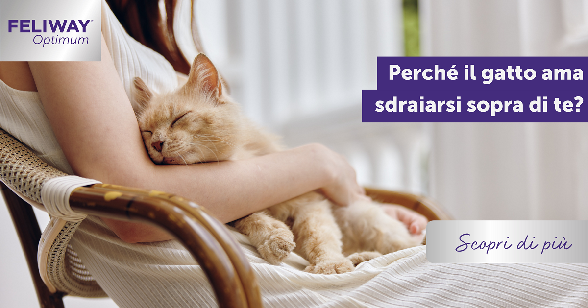 Perché il tuo gatto ama sdraiarsi sopra di te?