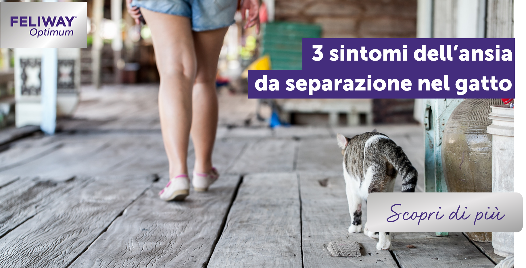 3 sintomi dell’ansia da separazione nel gatto