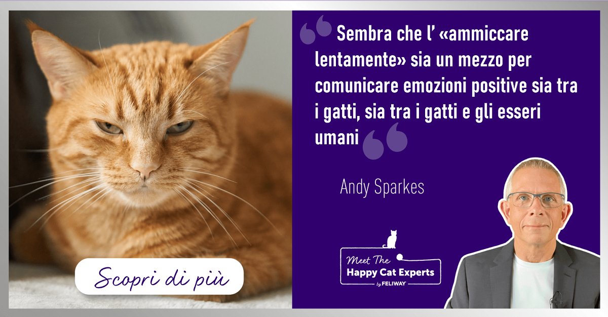 Perché i gatti sbattono lentamente le palpebre? Ce lo dice un esperto!
