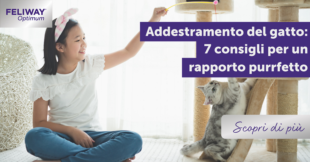 L'addestramento del gattino: 7 consigli per un rapporto purrfetto