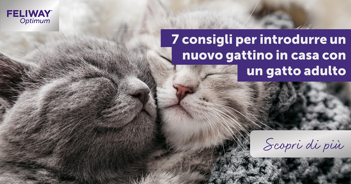 7 consigli per introdurre un nuovo gattino in casa con un gatto adulto