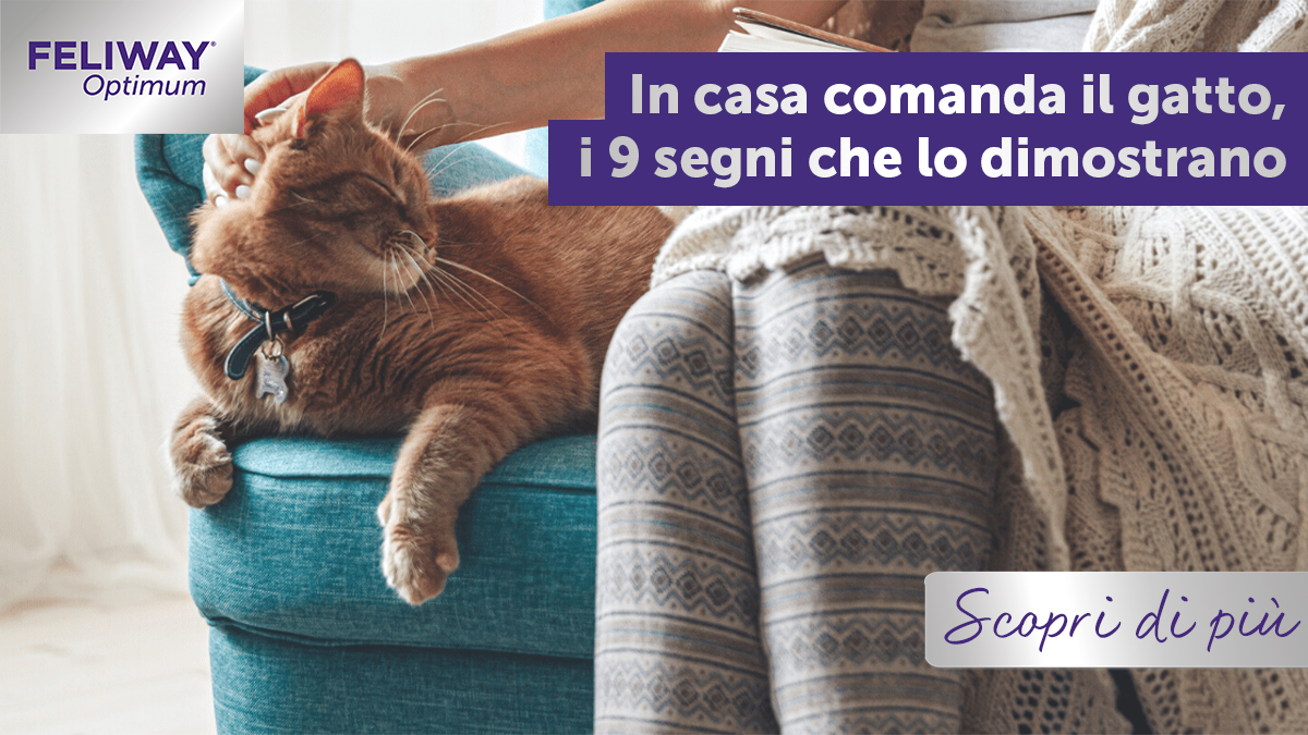In casa comanda il gatto, i 9 segni che lo dimostrano