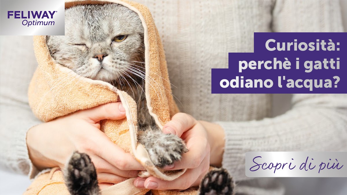 Curiosità! Perché i gatti odiano l’acqua?