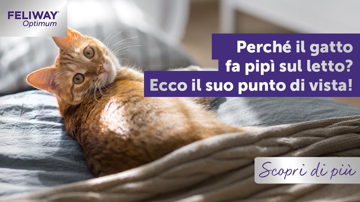 Perché il gatto fa pipì sul letto? Ecco il suo punto di vista!