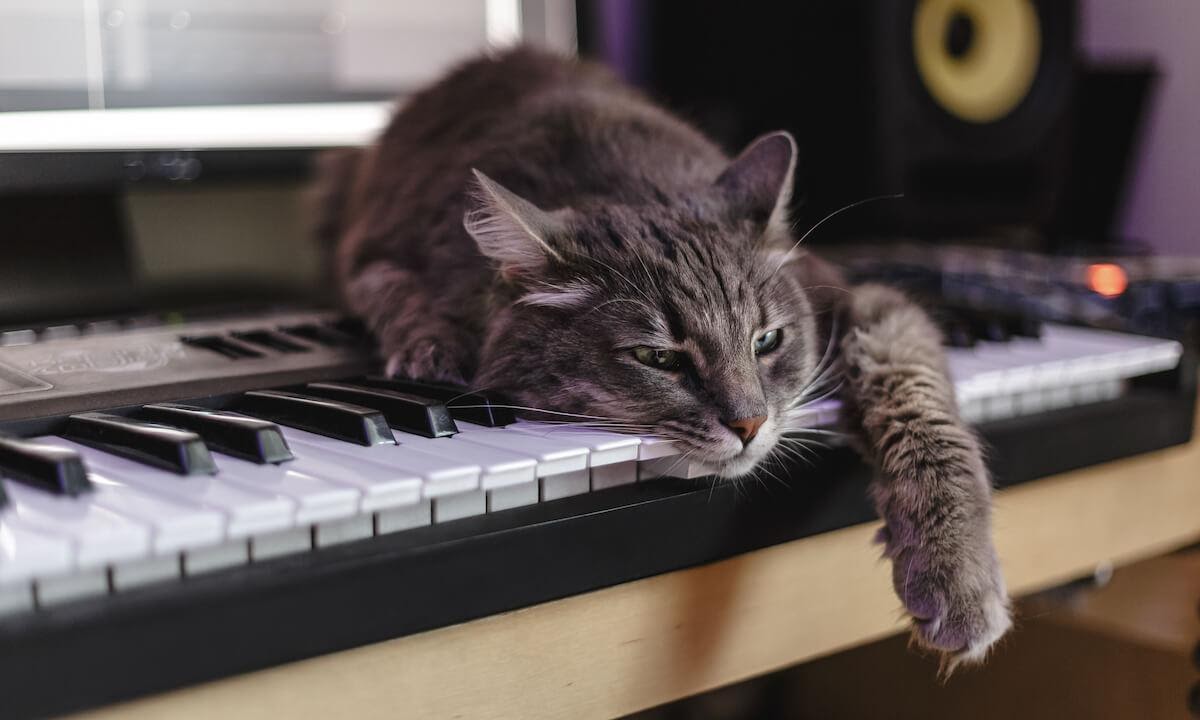 Musica per gatti: che effetto ha sui nostri mici?