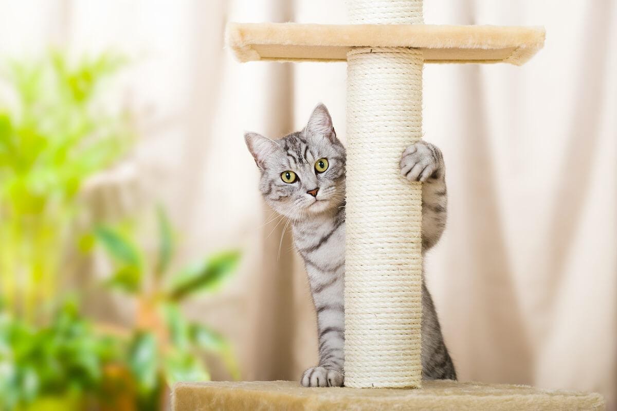 Perché il gatto graffia i mobili?