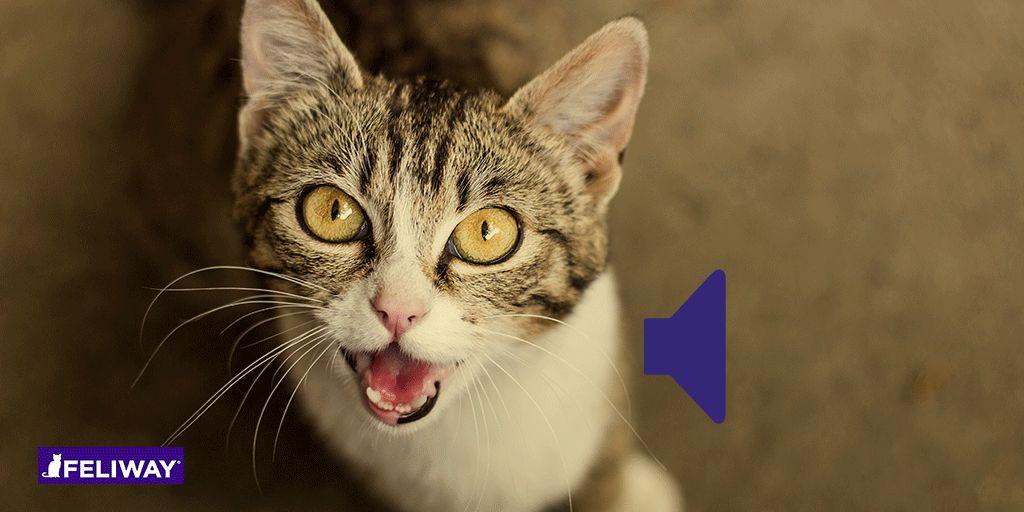 Perché il gatto miagola sempre?