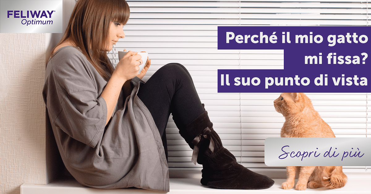 Perché il gatto mi fissa? Il punto di vista di un micio!