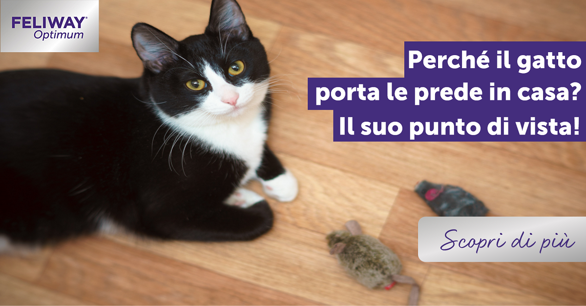 Perché il gatto porta le prede in casa? Il suo punto di vista!