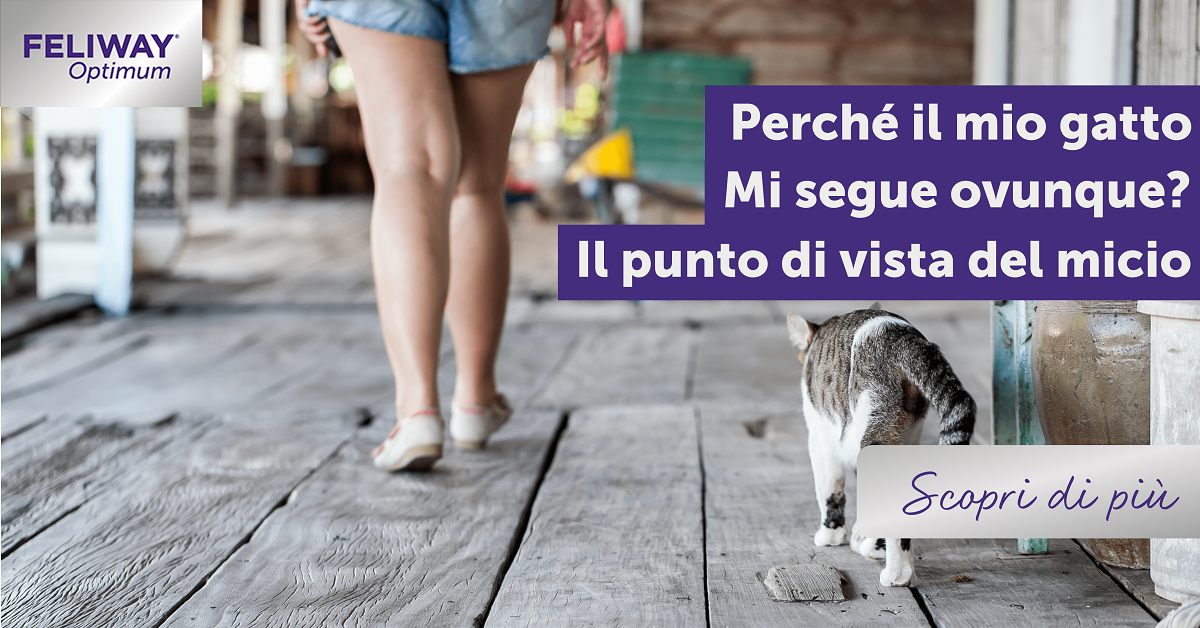 Perché il mio gatto mi segue ovunque? Il punto di vista di un micio!
